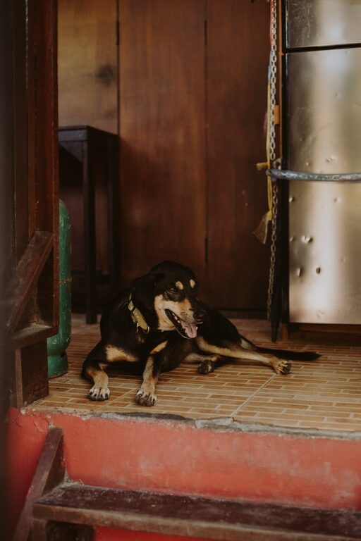 How to Create a Cozy and Safe Pet-Friendly Home Corner